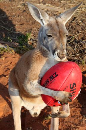 Pet Kangaroo (28 pics)