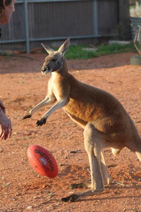 Pet Kangaroo (28 pics)