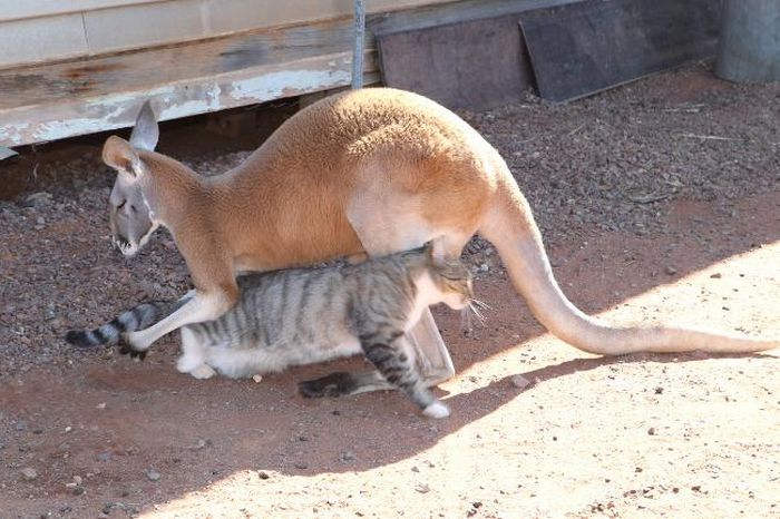Pet Kangaroo (28 pics)