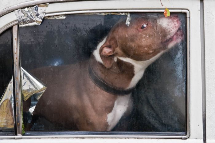Russian Man Left His Dog in a Car for Six Months (9 pics)