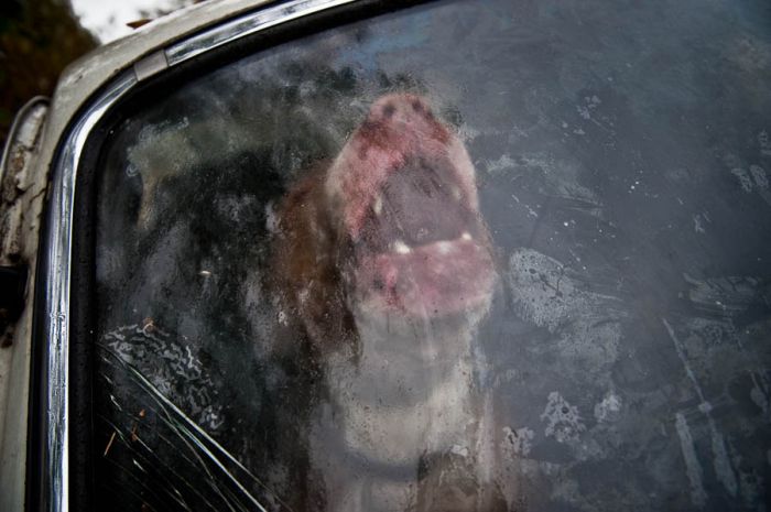 Russian Man Left His Dog in a Car for Six Months (9 pics)
