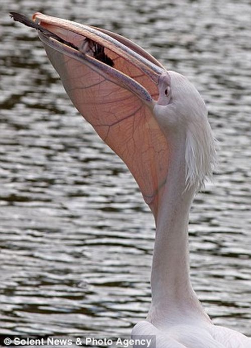 Pelican Swallows a Pigeon in London Park (4 pics)