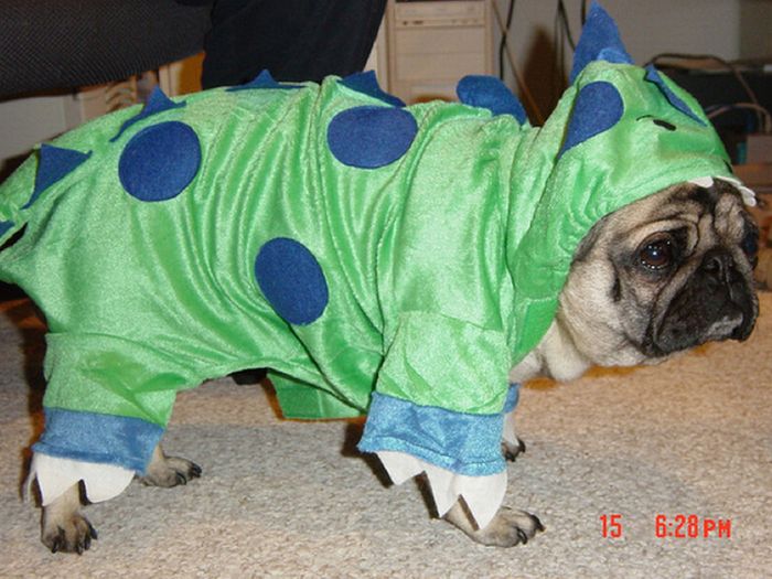 Sad Pugs in Costumes (35 pics)