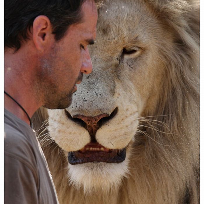 The Lion Whisperer (13 pics)