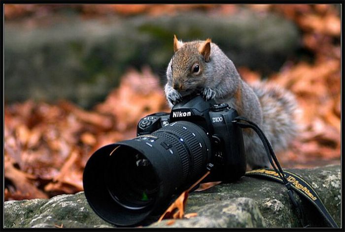 animal cameras