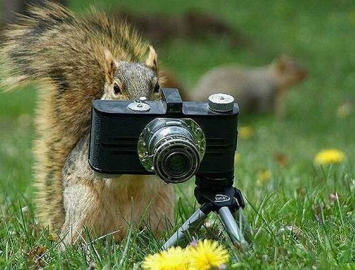 Animals with Cameras (30 pics)