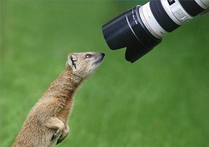 Animals with Cameras (30 pics)
