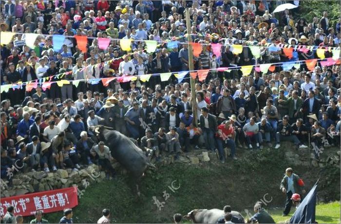 Escaping Bull Causes Panic in Bullfight in China (13 pics)