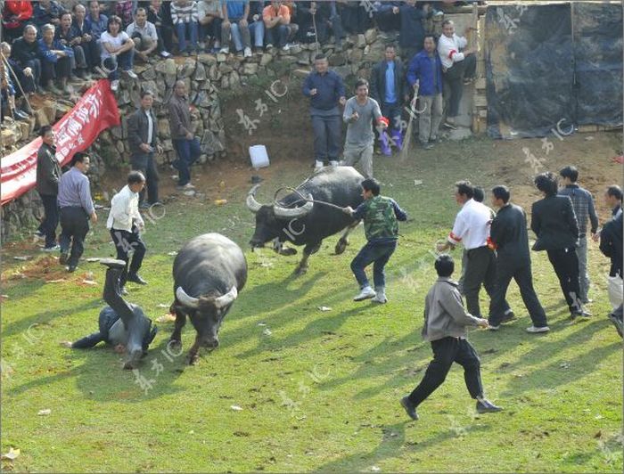 Escaping Bull Causes Panic in Bullfight in China (13 pics)