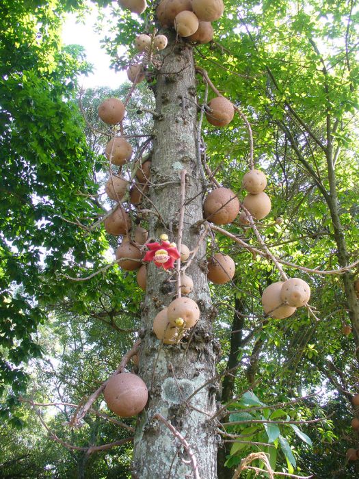 Cannonball Tree (11 pics)