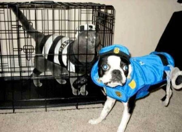 Dogs Are Getting Ready for Halloween (53 pics)