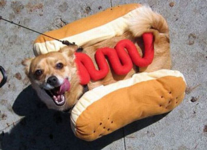 Dogs Are Getting Ready for Halloween (53 pics)