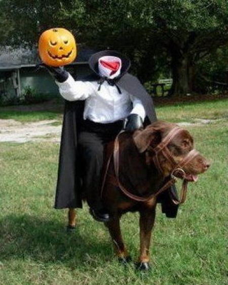Dogs Are Getting Ready for Halloween (53 pics)