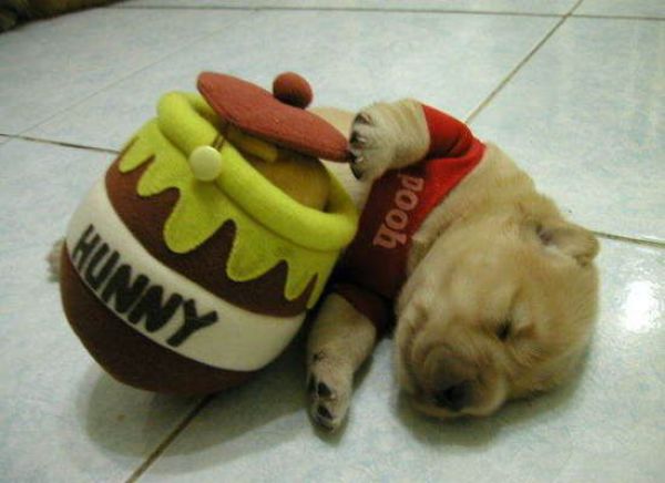 Dogs Are Getting Ready for Halloween (53 pics)