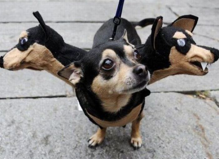 Dogs Are Getting Ready for Halloween (53 pics)