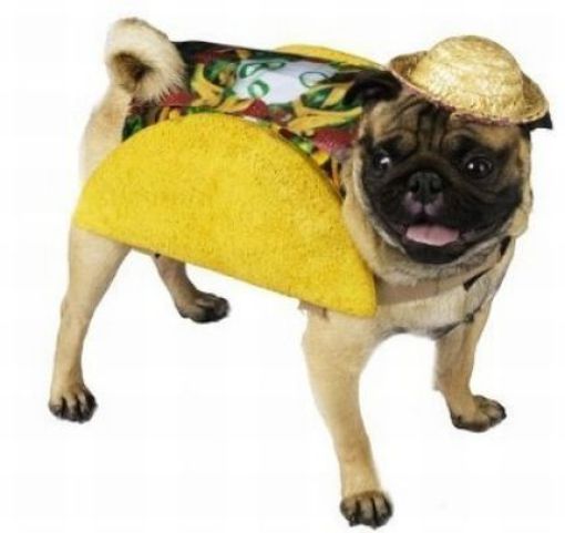Dogs Are Getting Ready for Halloween (53 pics)