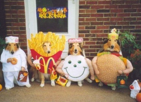 Dogs Are Getting Ready for Halloween (53 pics)