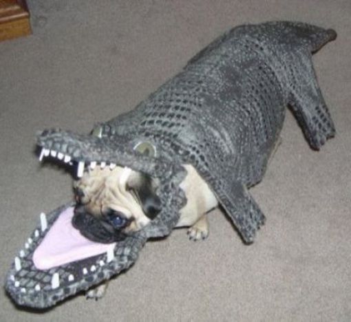 Dogs Are Getting Ready for Halloween (53 pics)
