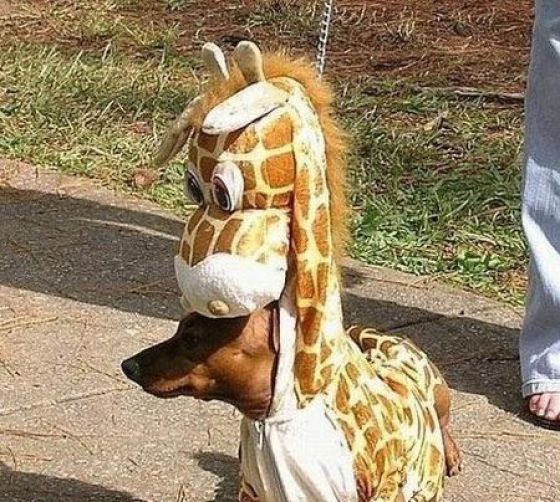 Dogs Are Getting Ready for Halloween (53 pics)