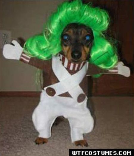 Dogs Are Getting Ready for Halloween (53 pics)