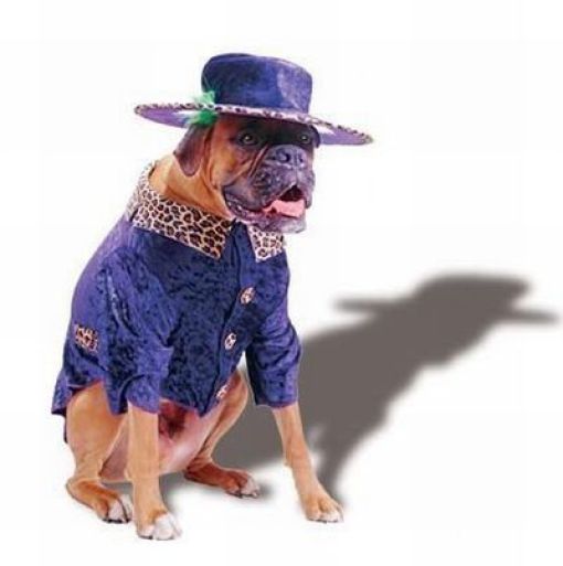 Dogs Are Getting Ready for Halloween (53 pics)