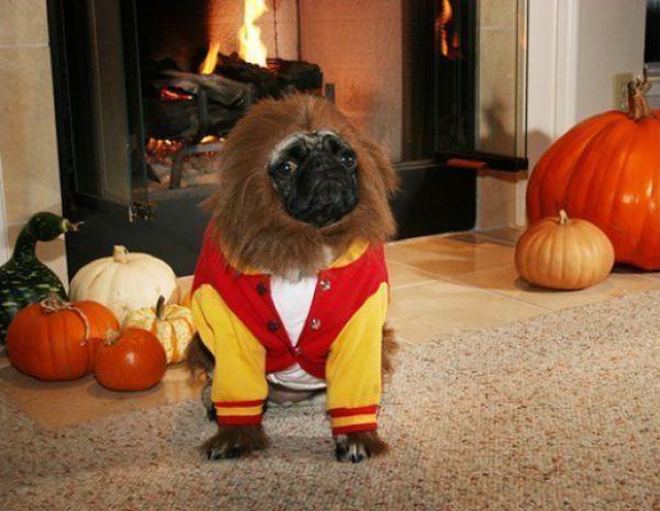 Dogs Are Getting Ready for Halloween (53 pics)