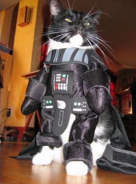 Dogs Are Getting Ready for Halloween (53 pics)