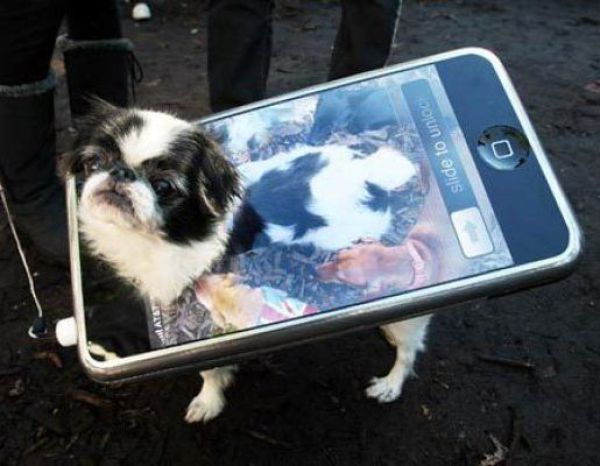 Dogs Are Getting Ready for Halloween (53 pics)