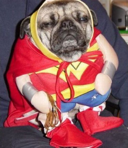 Dogs Are Getting Ready for Halloween (53 pics)