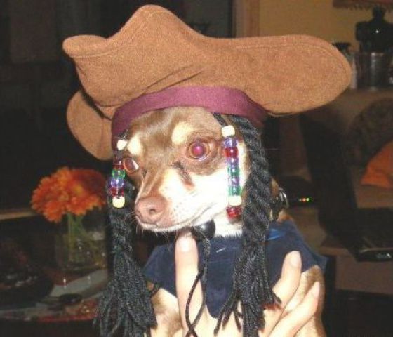 Dogs Are Getting Ready for Halloween (53 pics)
