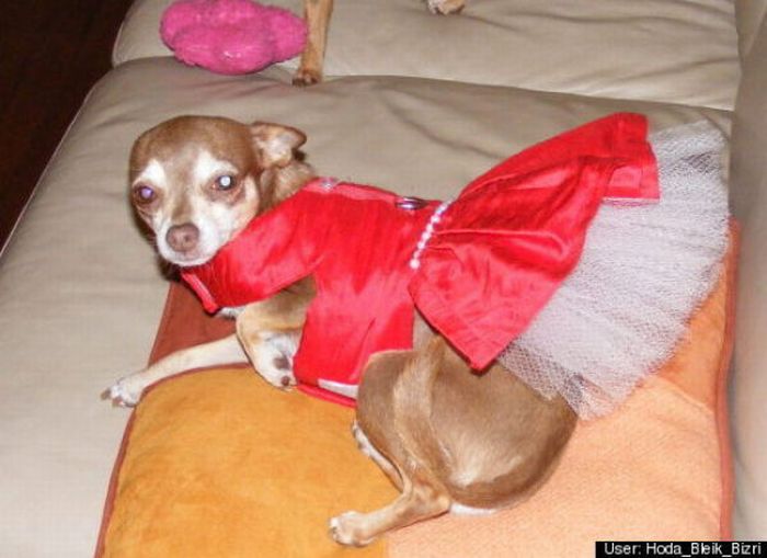 Dogs Are Getting Ready for Halloween (53 pics)
