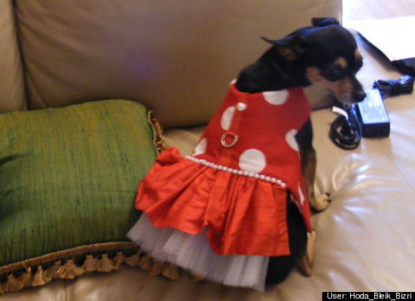 Dogs Are Getting Ready for Halloween (53 pics)