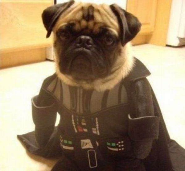 Dogs Are Getting Ready for Halloween (53 pics)