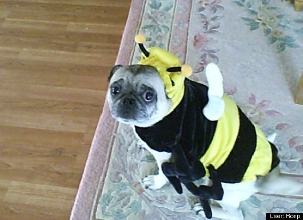 Dogs Are Getting Ready for Halloween (53 pics)