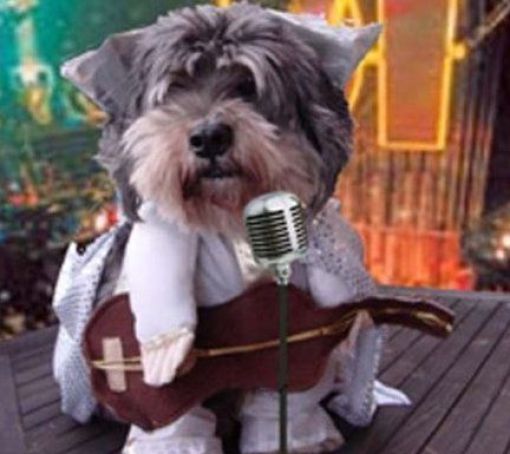 Dogs Are Getting Ready for Halloween (53 pics)