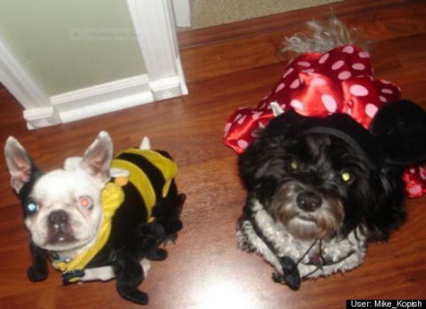 Dogs Are Getting Ready for Halloween (53 pics)