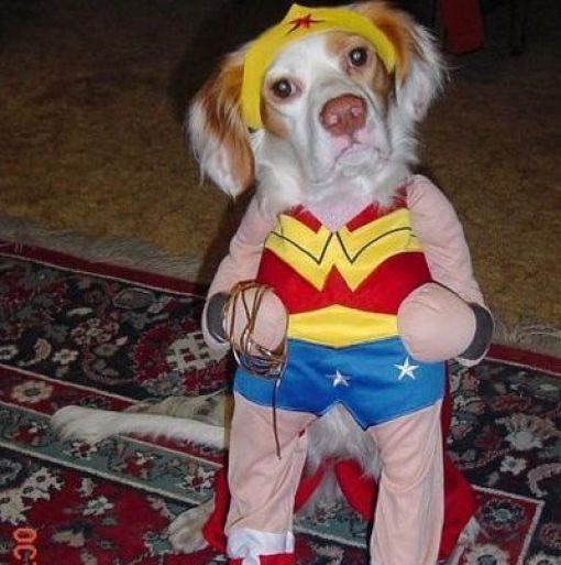 Dogs Are Getting Ready for Halloween (53 pics)