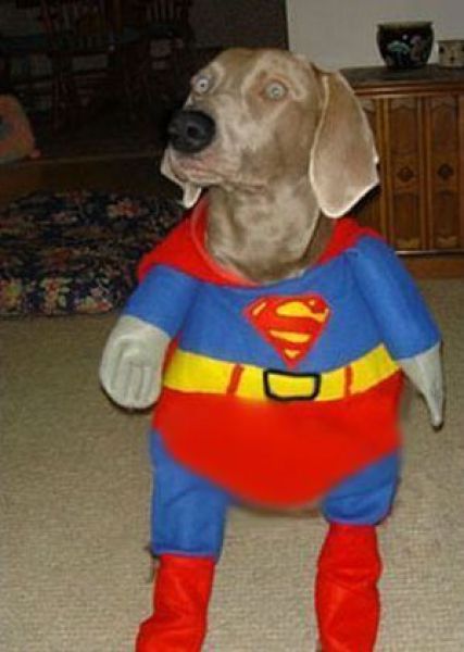 Dogs Are Getting Ready for Halloween (53 pics)