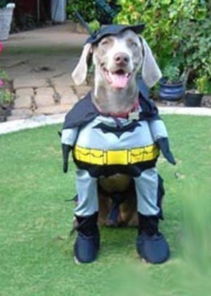 Dogs Are Getting Ready for Halloween (53 pics)