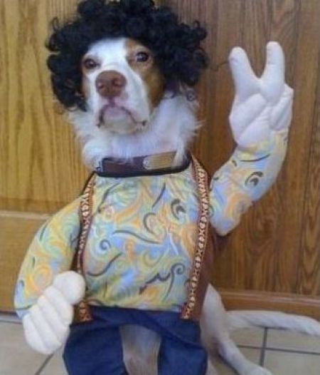 Dogs Are Getting Ready for Halloween (53 pics)