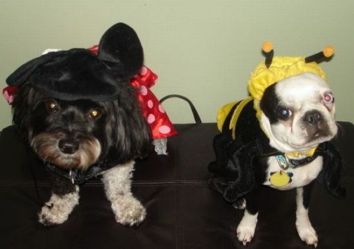 Dogs Are Getting Ready for Halloween (53 pics)