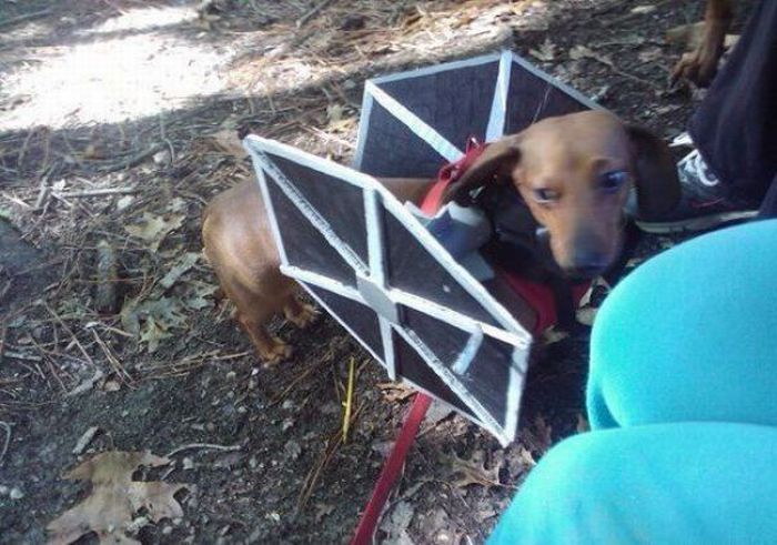 Dogs Are Getting Ready for Halloween (53 pics)