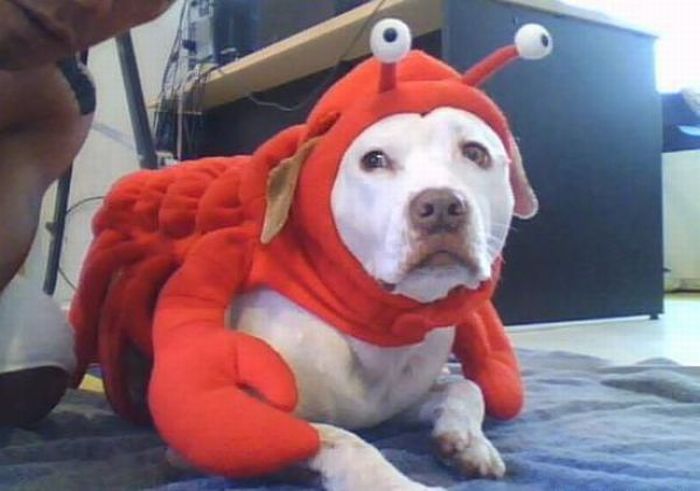 Dogs Are Getting Ready for Halloween (53 pics)