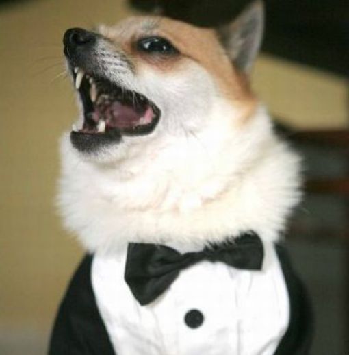 Dogs Are Getting Ready for Halloween (53 pics)
