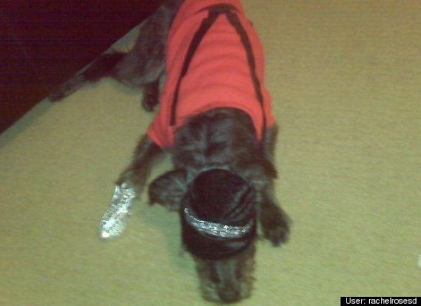 Dogs Are Getting Ready for Halloween (53 pics)