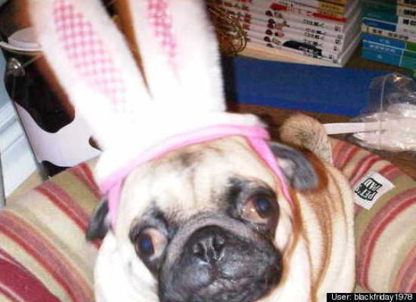 Dogs Are Getting Ready for Halloween (53 pics)