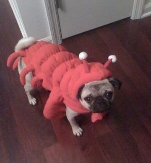 Dogs Are Getting Ready for Halloween (53 pics)