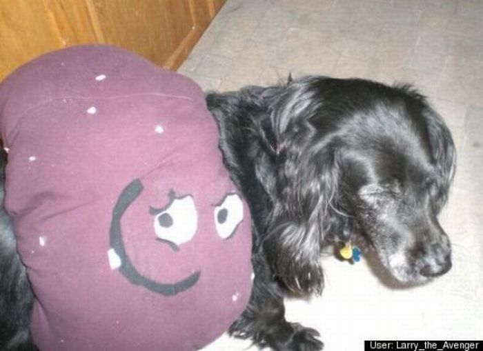 Dogs Are Getting Ready for Halloween (53 pics)