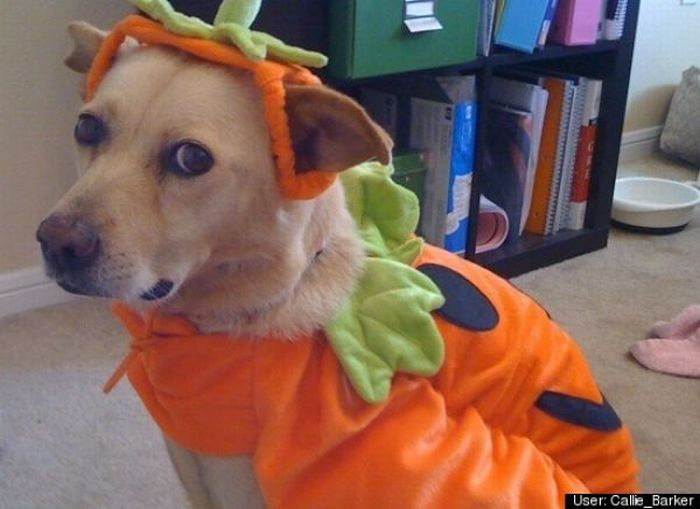Dogs Are Getting Ready for Halloween (53 pics)