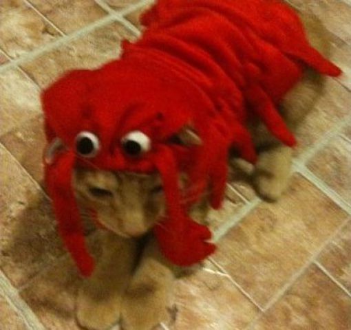 Dogs Are Getting Ready for Halloween (53 pics)